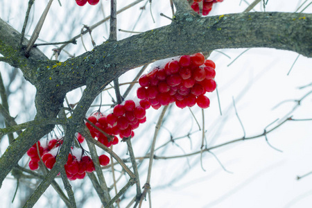 在寒冷中悬挂着的维伯鲁姆水果
