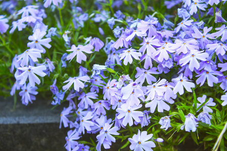 紫色花卉植物背景