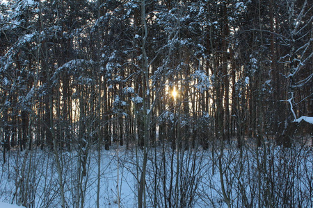 风景冬季森林俄罗斯有寒冷的冬天。霜冻森林里有很多雪。 美丽的冬季风景在他们的美丽中引人注目。