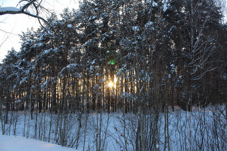 风景冬季森林俄罗斯有寒冷的冬天。霜冻森林里有很多雪。 美丽的冬季景观在他们的美丽中引人注目。阳光照耀着树木。