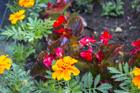 花卉植物园艺场