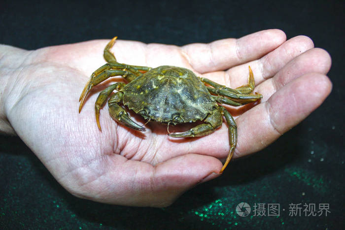 绿色螃蟹在手中的自然