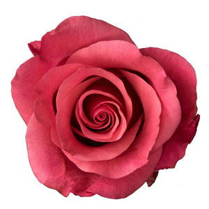 白色背景上分离的粉红色玫瑰。