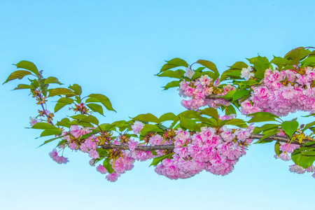 樱花花枝开花树图片