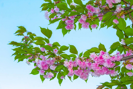 樱花花枝开花树图片