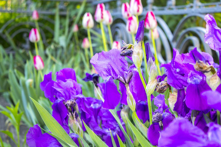 虹膜紫色花丛
