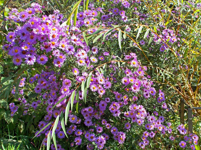 一簇簇鲜艳的紫色花朵作为绿色绿篱的一部分。
