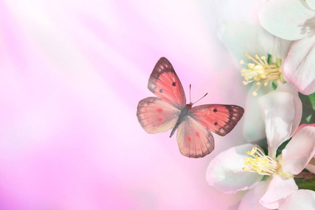 粉红色的春天背景。盛开的树花带着飞蝶..