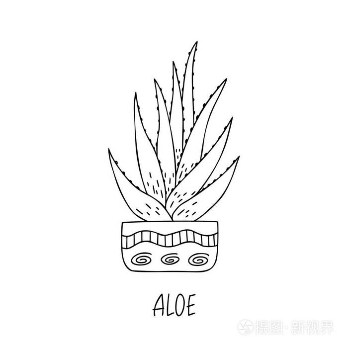 芦荟肉质植物在装饰壶在涂鸦风格与手写标题. 矢量图.