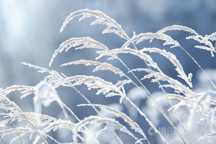 冬天的冻草枝. 树枝上覆盖着雪.