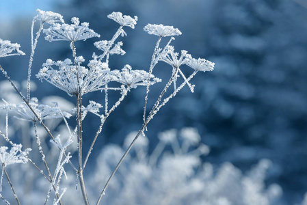 草枝冻在冰里。 冬天的冻草枝。 树枝上覆盖着雪。