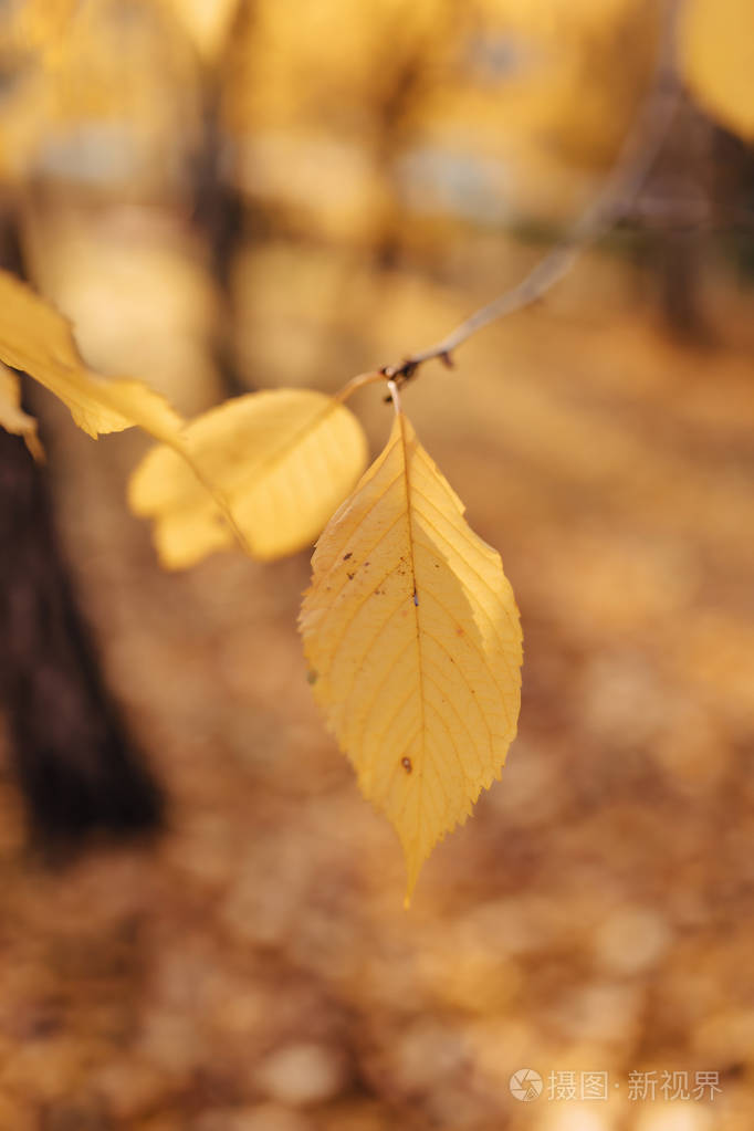 阳光明媚的秋天公园树上的黄叶
