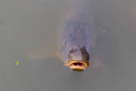 在水表面盖巨脂鲤鲤鱼在水面上吞咽空气照片