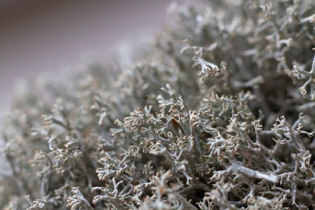 橡苔图片 橡苔素材 橡苔插画 摄图新视界