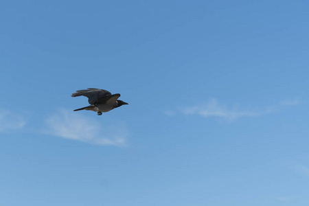 乌鸦在蓝天上飞翔。