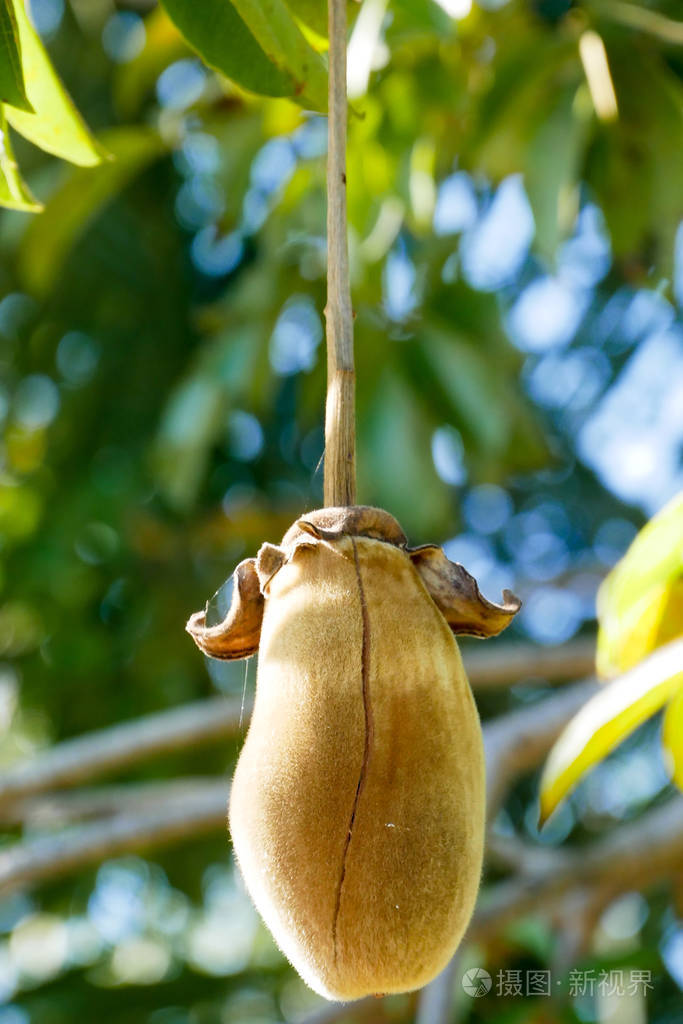 非洲猴面包果或猴子面包