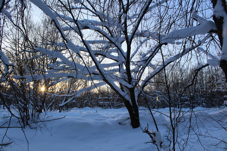 风景冬季森林俄罗斯有寒冷的冬天。霜冻森林里有很多雪。 美丽的冬季风景在他们的美丽中引人注目。