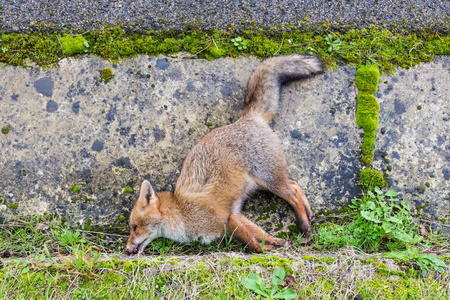 沿路死狐狸照片