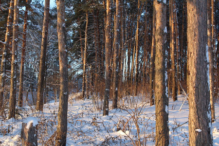 风景冬季森林俄罗斯有寒冷的冬天。霜冻森林里有很多雪。 美丽的冬季景观在他们的美丽中引人注目。阳光照耀着树木。