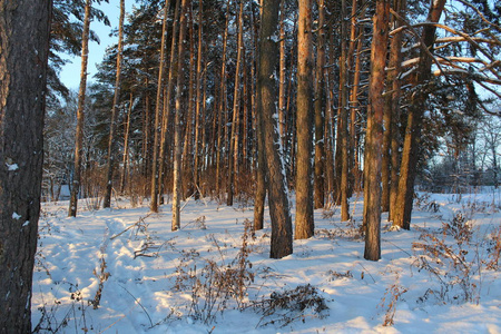 风景冬季森林俄罗斯有寒冷的冬天。霜冻森林里有很多雪。 美丽的冬季景观在他们的美丽中引人注目。阳光照耀着树木。