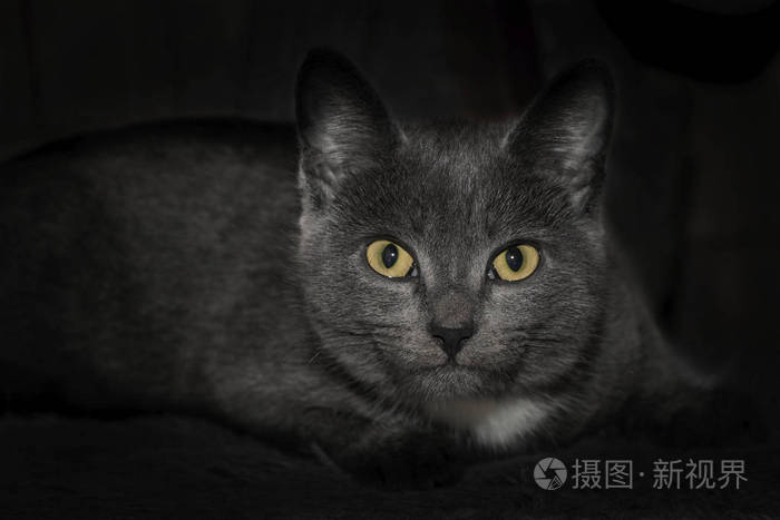 灰色的猫闭上黄色的睁开眼睛漂亮的黑灰猫