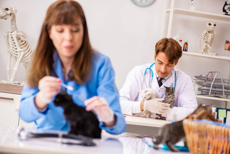 医生和助理在兽医诊所检查小猫