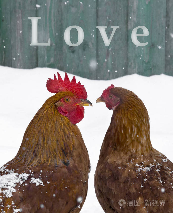 公鸡和鸡爱鸟在雪冬天雪花秋天