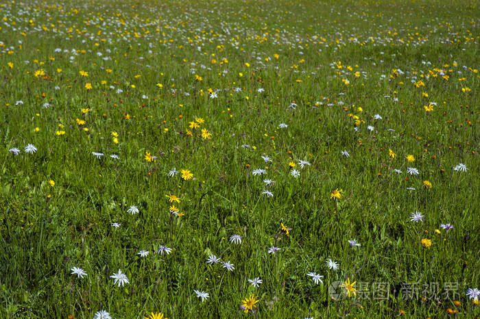 以彩色山花为背景或纹理的绿色山地草地.