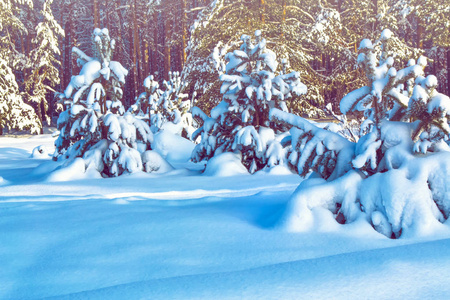 冰冻的冬林，覆盖着雪的树木。