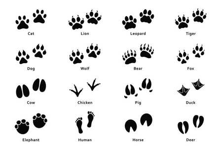 猫爪印图片 猫爪印素材 猫爪印插画 摄图新视界 猫爪印图片 猫爪印素材 猫爪印插画 摄图新视界