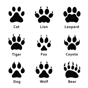 动物脚印爪印。 一套不同的动物和捕食者的脚印和痕迹。 猫狮子豹老虎狐狸狼狼狗熊。 向量