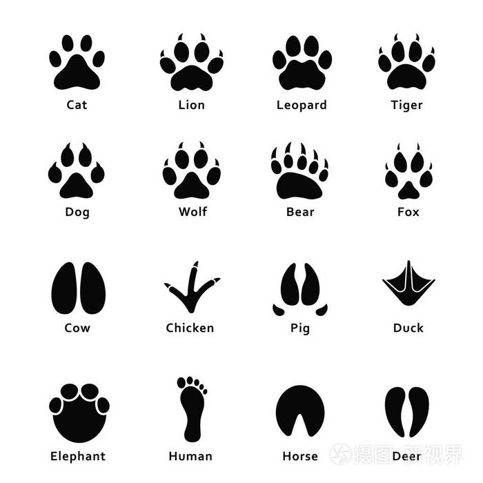 各种动物脚印简笔画图片