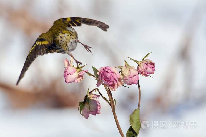 小森林鸟siskin(尖刺)飞走了,留下了一枝茶玫瑰花蕾.