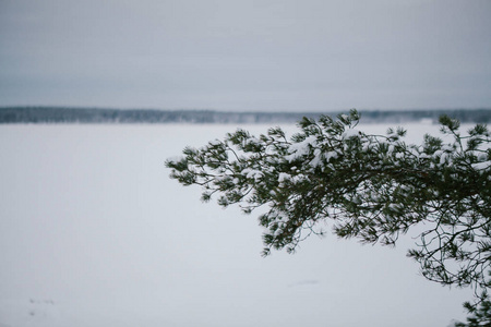 雪中的冬季公园。 冬季景观