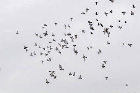 一大群鸽子在冬天的灰色天空中一起飞翔。 动作模糊。