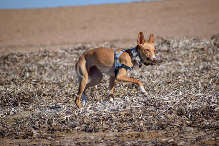 海滩上的野美犬图片