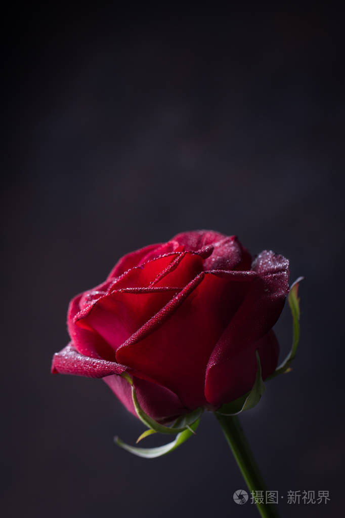 在黑色背景上的一个红玫瑰