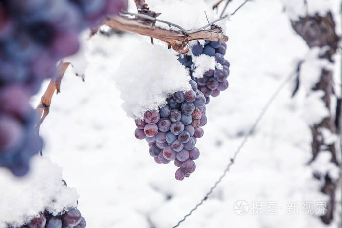 冰酒。 葡萄酒红葡萄用于冰酒在冬季条件和雪。