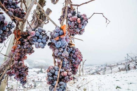 冰酒。 葡萄酒红葡萄用于冰酒在冬季条件和雪。