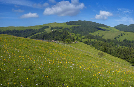 草甸花和草药在喀尔巴阡山脉的背景下在夏天绽放。 药用植物阿尼卡蒙大拿州在高山草甸开花。