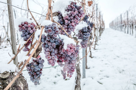 冰酒。 葡萄酒红葡萄用于冰酒在冬季条件和雪。