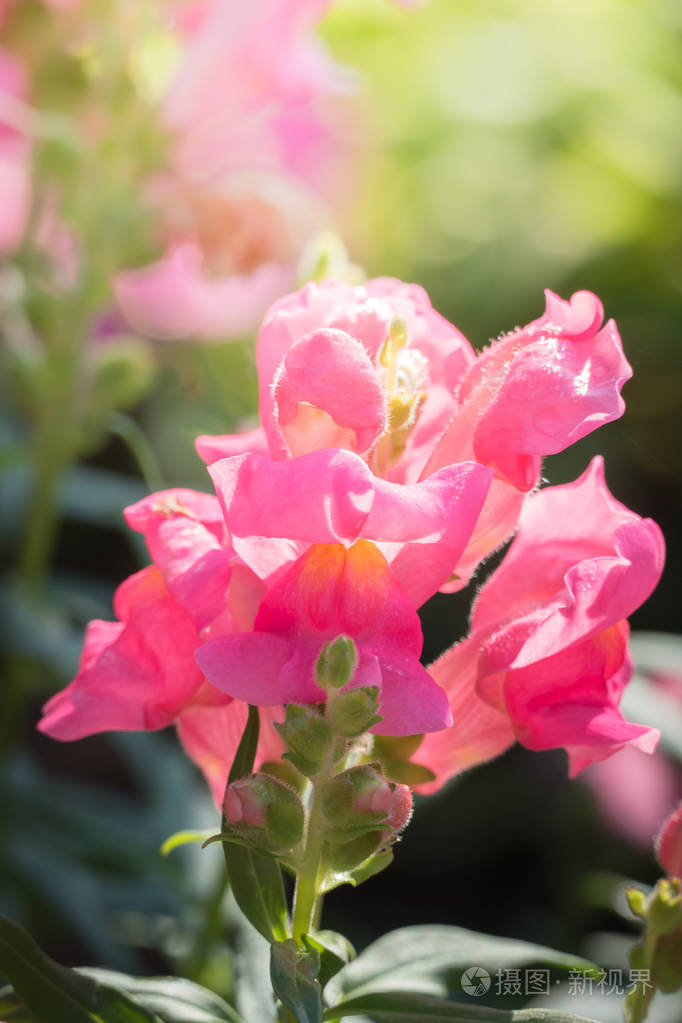 色彩斑斓的花朵背景自然的背景图像