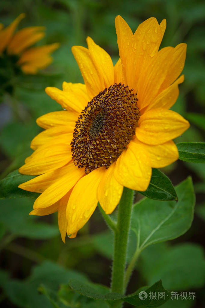 向日葵上的雨滴近景