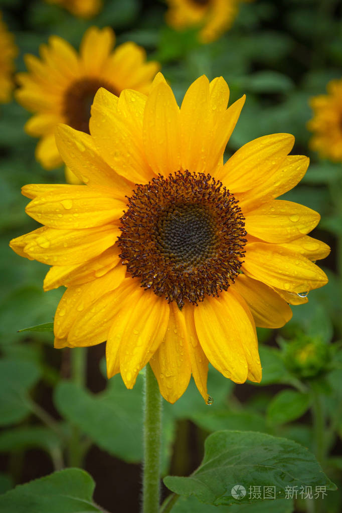 向日葵上的雨滴近景