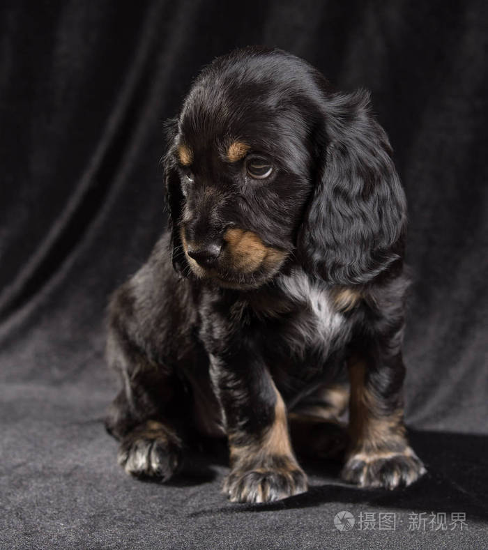 黑狗小狗俄罗斯西班牙人在黑色背景