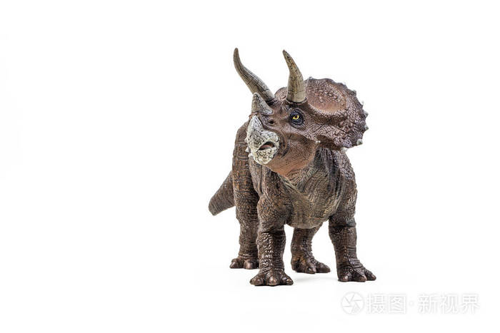 三角龙白色背景的恐龙