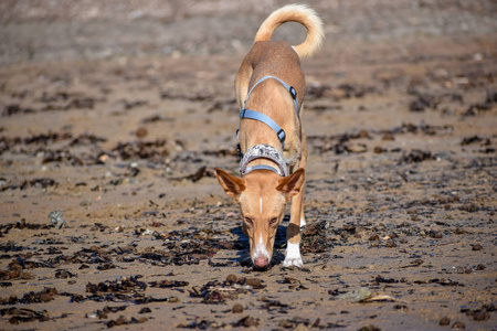 海滩上的野美犬图片