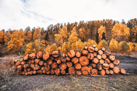  a wideangle shot of a raw timber with a yellow fall wood behin