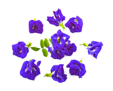 紫花背景图片 紫花背景素材 紫花背景插画 摄图新视界 紫花背景图片 紫花背景素材 紫花背景插画 摄图新视界