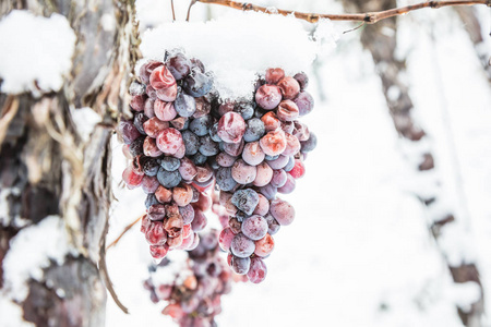 冰酒。 葡萄酒红葡萄用于冰酒在冬季条件和雪。